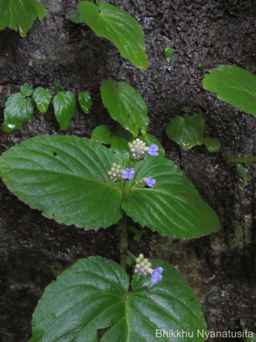 Epithema ceylanicum Gardner 